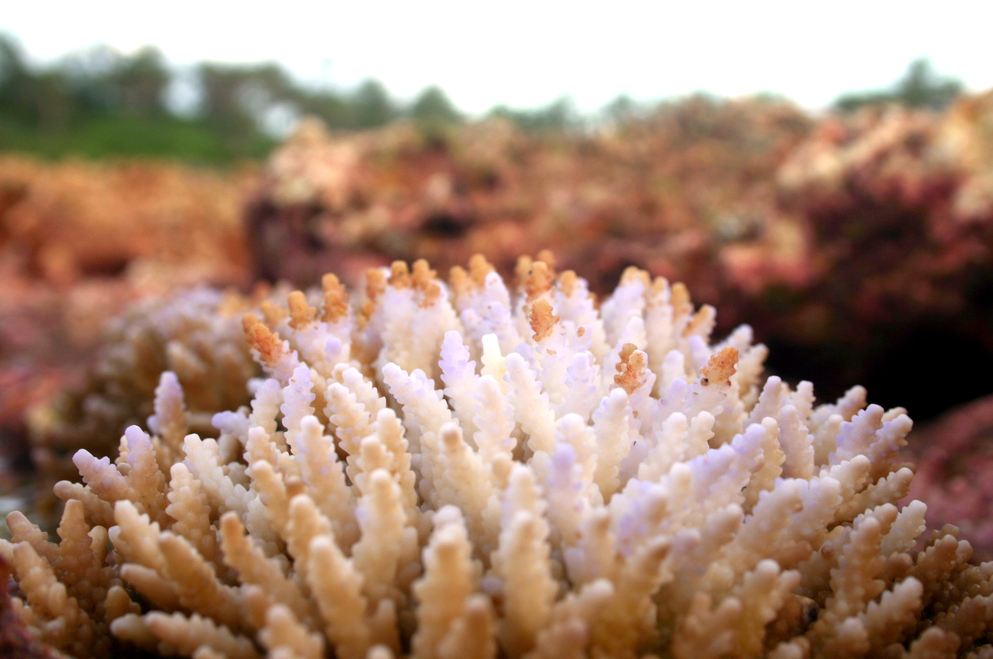 Coral Bleached-E.Torea-Allan