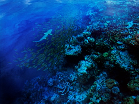Marovo Lagoon Solomon Islands  S. Chape copy