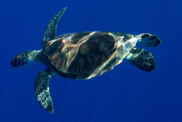 Seat Turtles