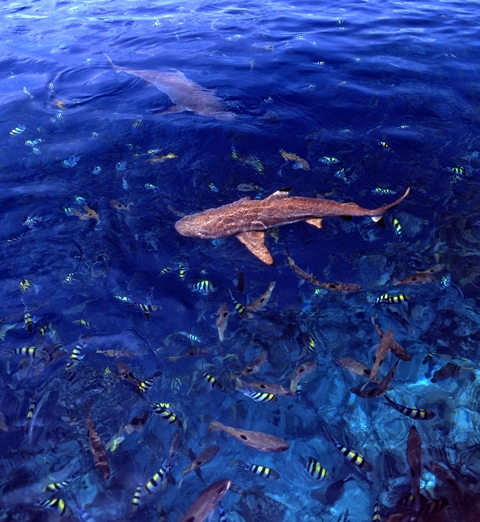 Sharks reef fish Solomon Islands Stuart Chape copy copy copy