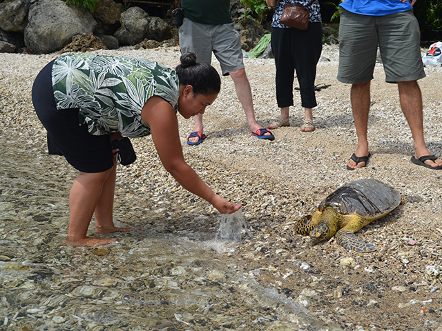 Storm Turtle 2