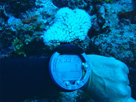 coral-bleaching