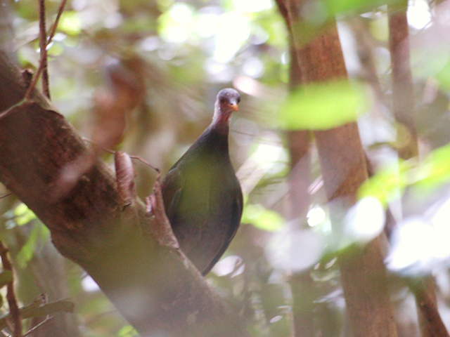 megapode