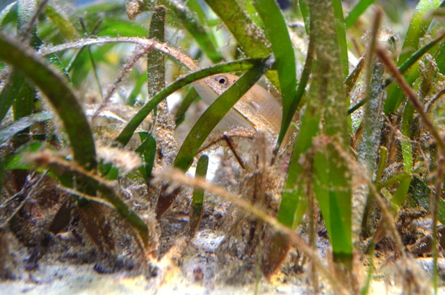 seagrass1