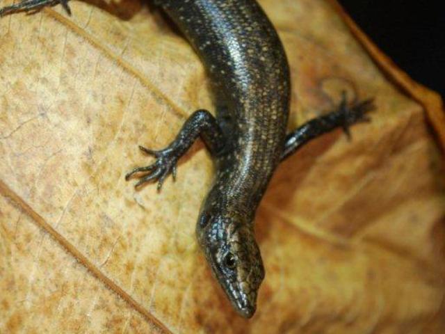 skink Rebecca copy