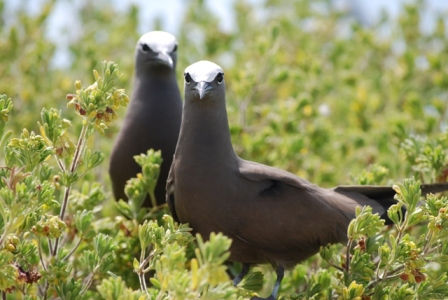 xmasseabird