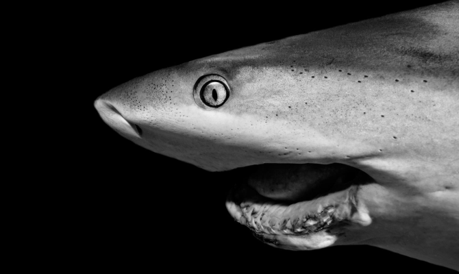  No Laughing Matter, 2020 "A Caribbean Reef Shark with a broken jaw possibly due to a fishing injury."