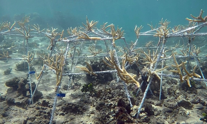 Coral restoration structures 