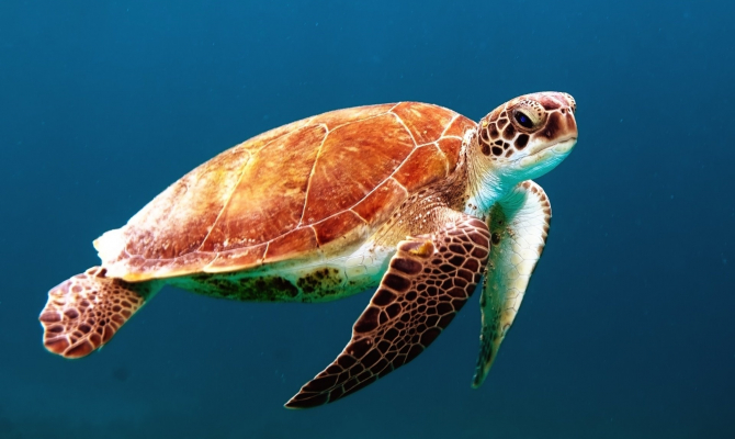 Green turtle 