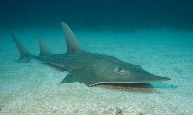 Guitar Shark - Photo courtesy of PEW Charitable Trusts
