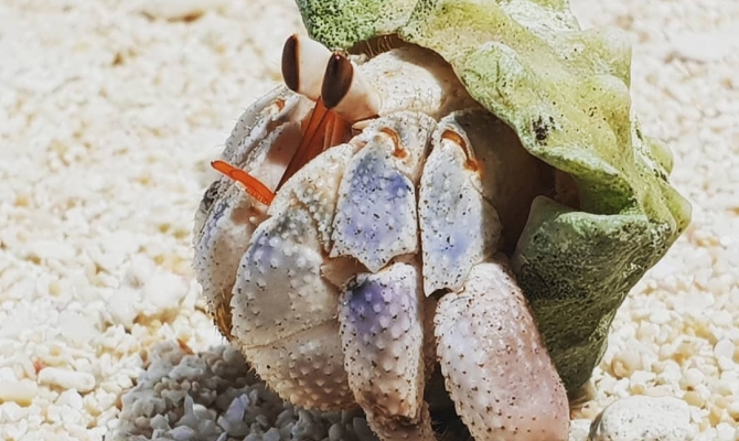 Crabs! 