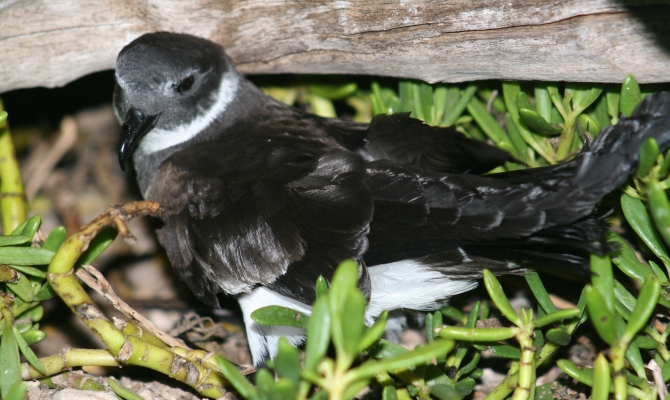 Phoenix Petrel (Te Ruru) over Namroona. Photo: Ray Pierce