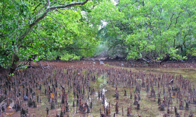 Wetlands