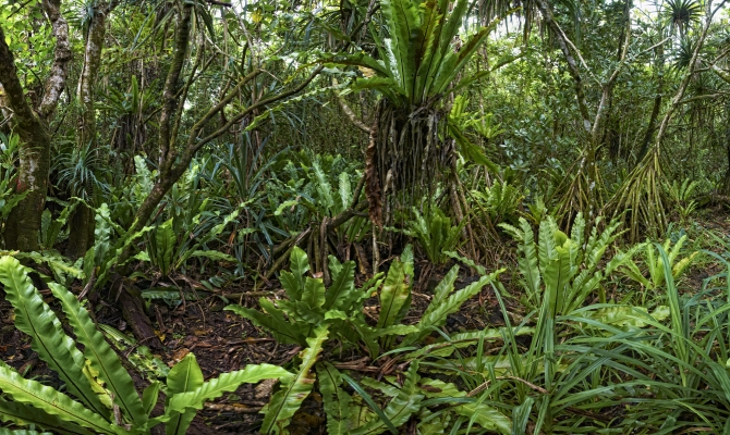 Pandanus