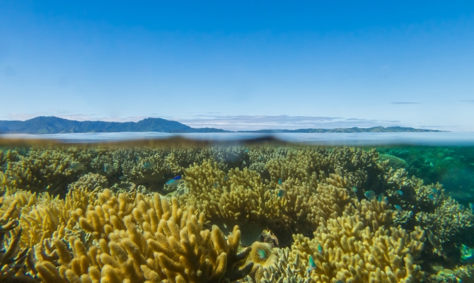 Coral reef