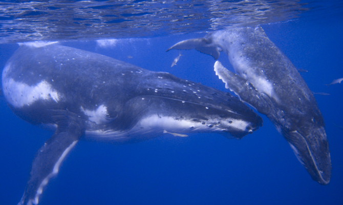 Pacific whale