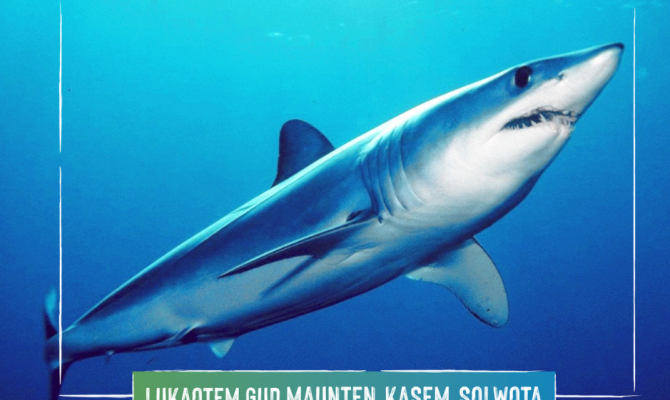 Mako shark