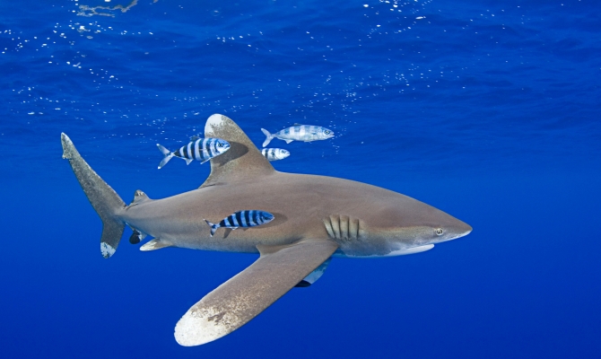 Shark 
