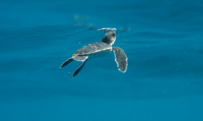 Baby turtle coming up for air.