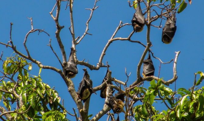 Pacific flying fox 