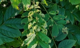 Gall mites