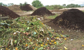 Lautoka market compost 