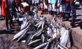 Solomon Islands fishing wharf