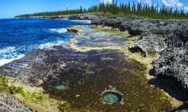 Araucaria forest and limestone coast_New Caledonia - Copyright Stuart Chape
