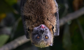 Flying Fox_Stuart Chape