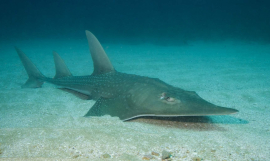 Guitar Shark - Photo courtesy of PEW Charitable Trusts