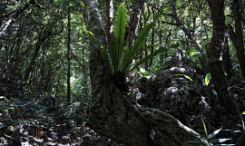 Huvalu Conservation Area in Niue - Photo by S.Chape