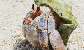 Crabs! 