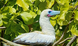 Blue beaked bird