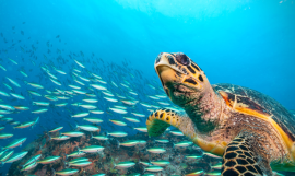 Turtle Image_BIEM Project
