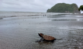 Baby turtle