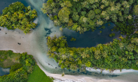 Mangroves in Samoa.