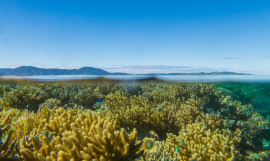 Coral reef