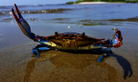 Blue crab