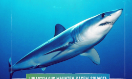 Mako shark