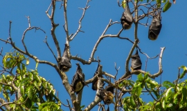 Pacific flying fox 