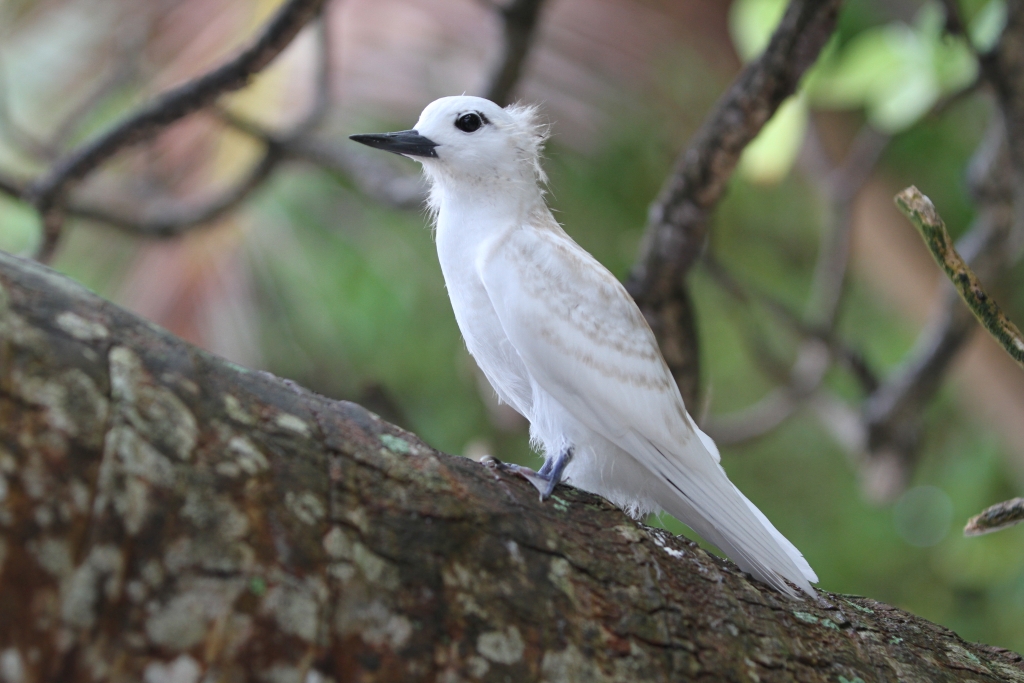 White tern 
